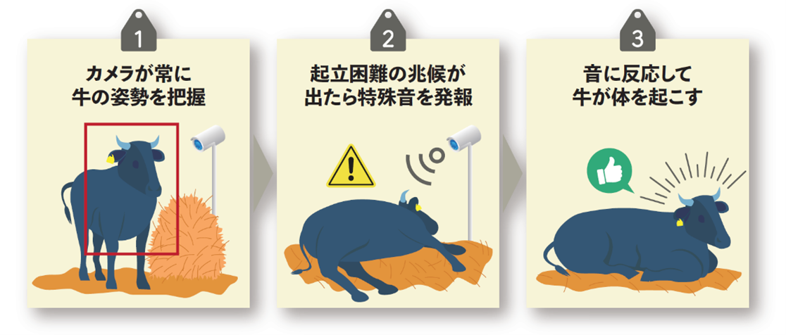 ピクチャーガイド 実症例から学ぶ牛の疾病 オールカラー 実症例から