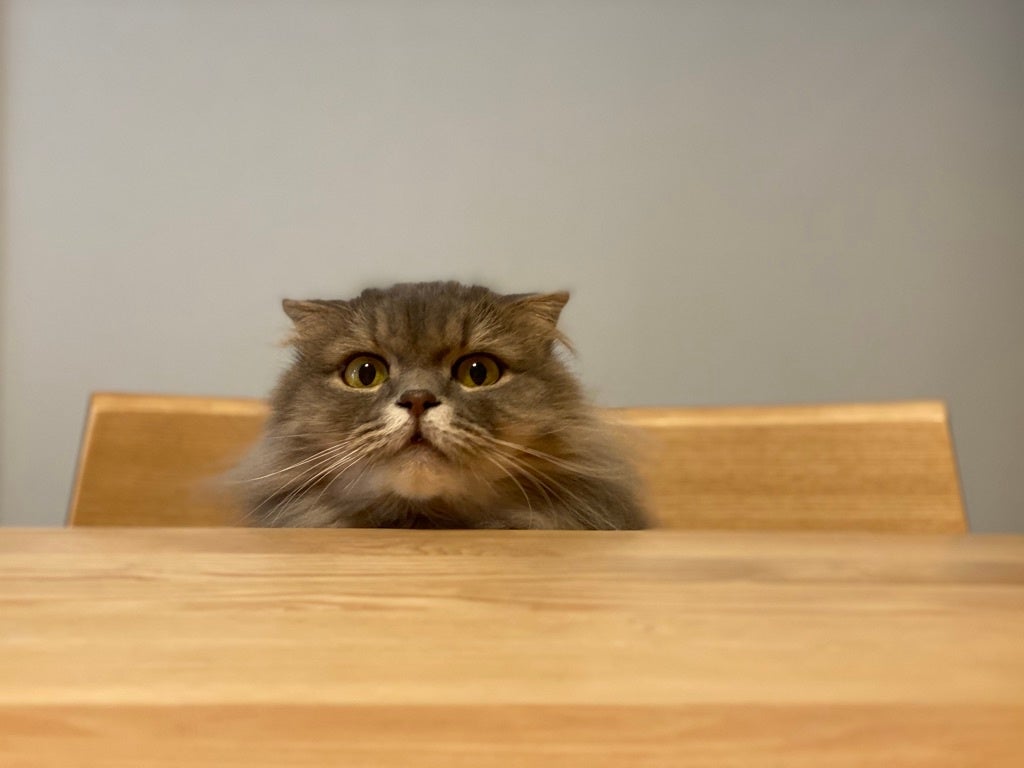 シュレ猫ページ spd-13371727c01.jpg