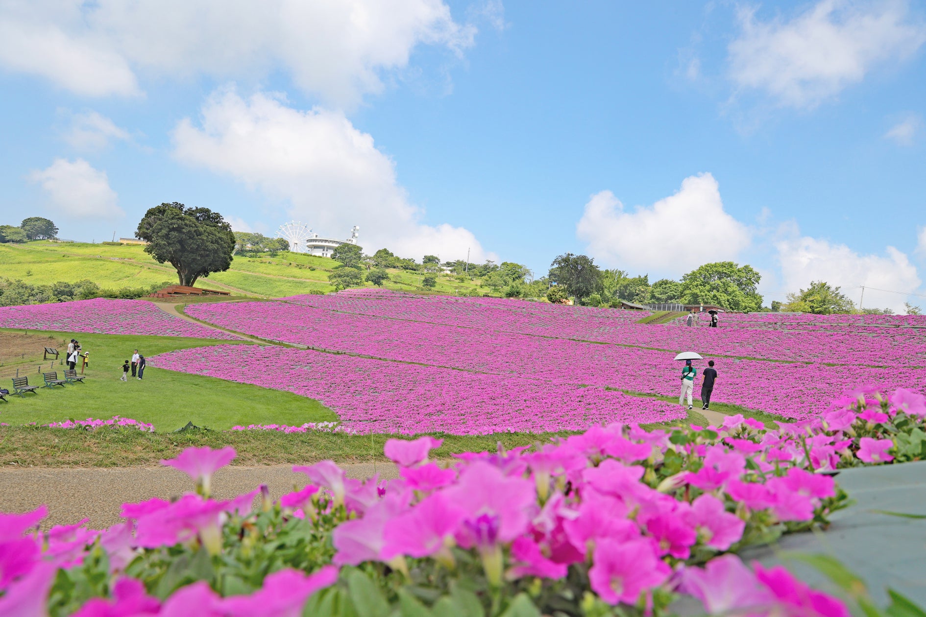 マザー牧場に桃色の絶景が登場!2万株の花が咲く『桃色吐息』の花畑が見頃入り!