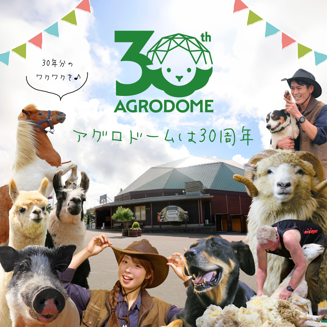マザー牧場のアグロドームが30周年！特別イベント『羊飼いがつなぐ、30年目のシープショー』が10/3よりスタート！
