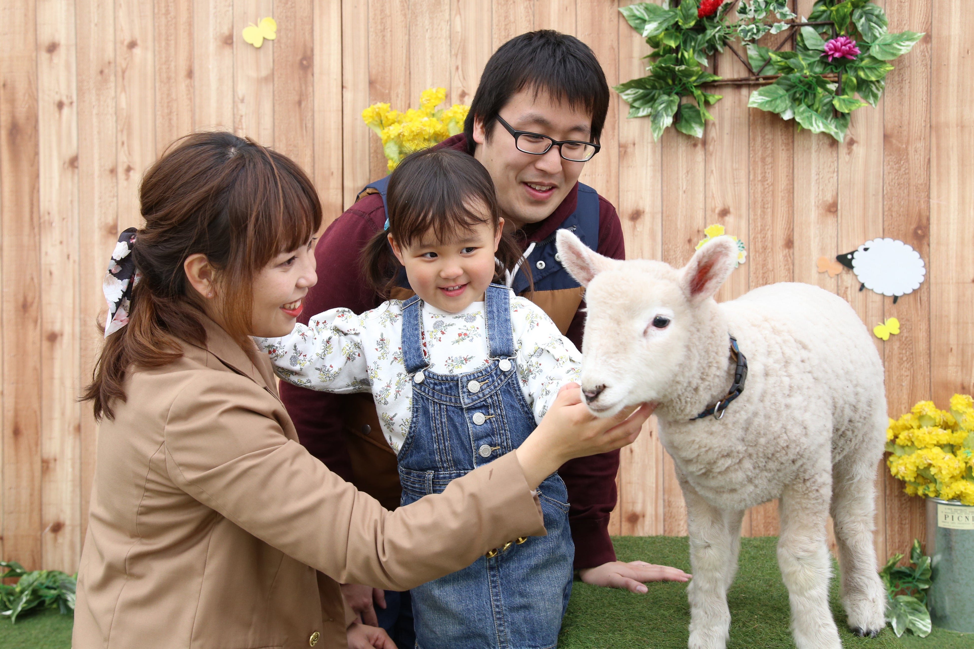羊のママ 緊急決定】赤ちゃん羊の“かわいいあのシーン”を期間限定披露
