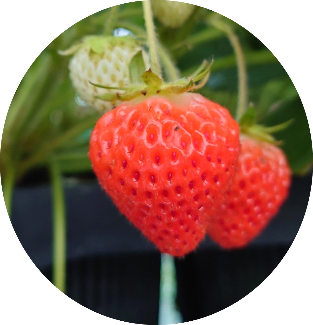 いちこさん専用 安曇野生まれの新品種の夏秋いちご 名付け親になってください。 | 長野