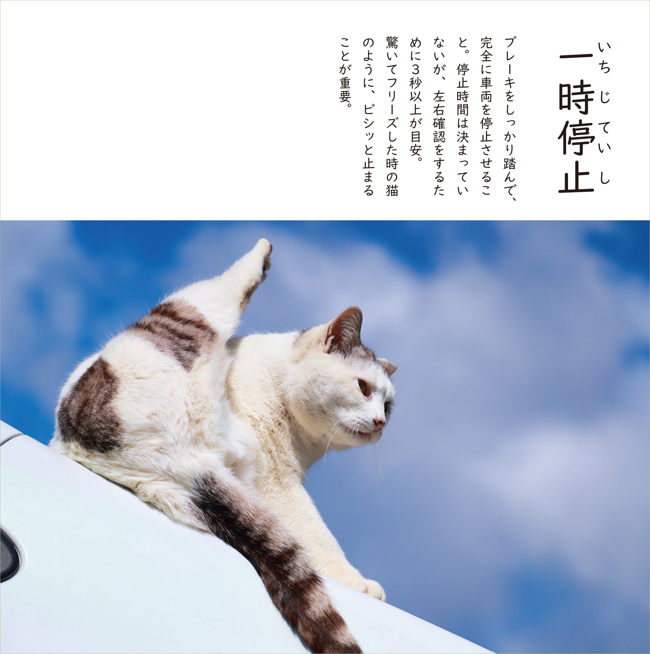 猫×交通安全‼ 猫好き垂涎の、かわいく楽しい交通マナーフォト