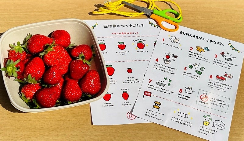 寄付金額10,000円以上：川崎産完熟苺を30分間食べ放題♪指定座席有でのんびりイチゴ狩り♪