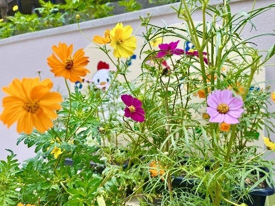 R5プレ栽培時の様子２