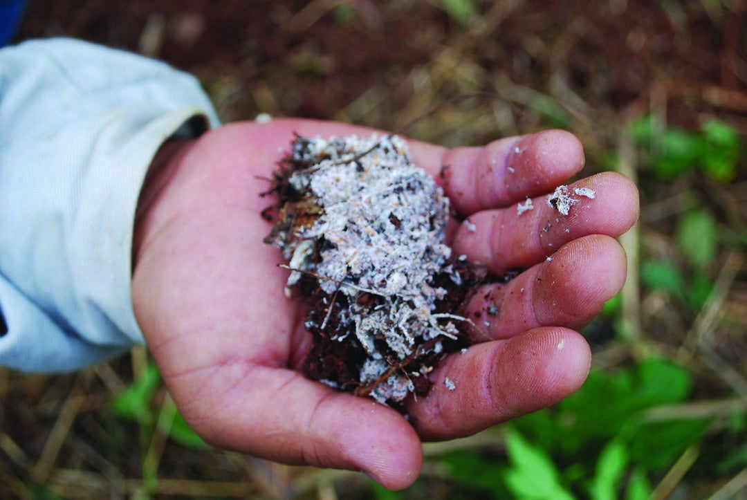中米・ニカラグアの有機コーヒー園における表土の糸状菌糸。有機農法、多量の有機物施用、被陰樹で日陰をつくることが重要な養分捕捉メカニズムを促進する