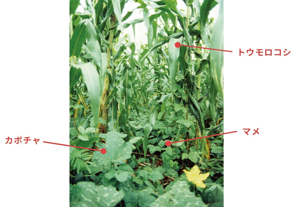 アグロエコロジーは、伝統知を生かした小規模農業の価値の見直しでもある。写真は、メキシコのタバスコ州における伝統的なトウモロコシ・マメ・カボチャの間作。混植することで害虫忌避や雑草抑制、生育促進の効果がある
