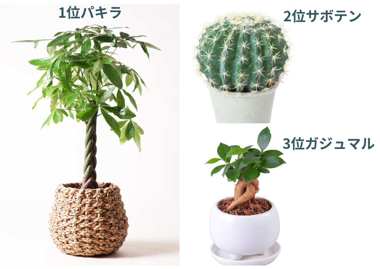 観葉植物に関するアンケート調査結果|20代はインテリアとして 観葉植物に関するアンケート調査結果|20代はインテリアとして