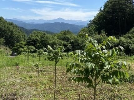 漆の森プロジェクトイメージ