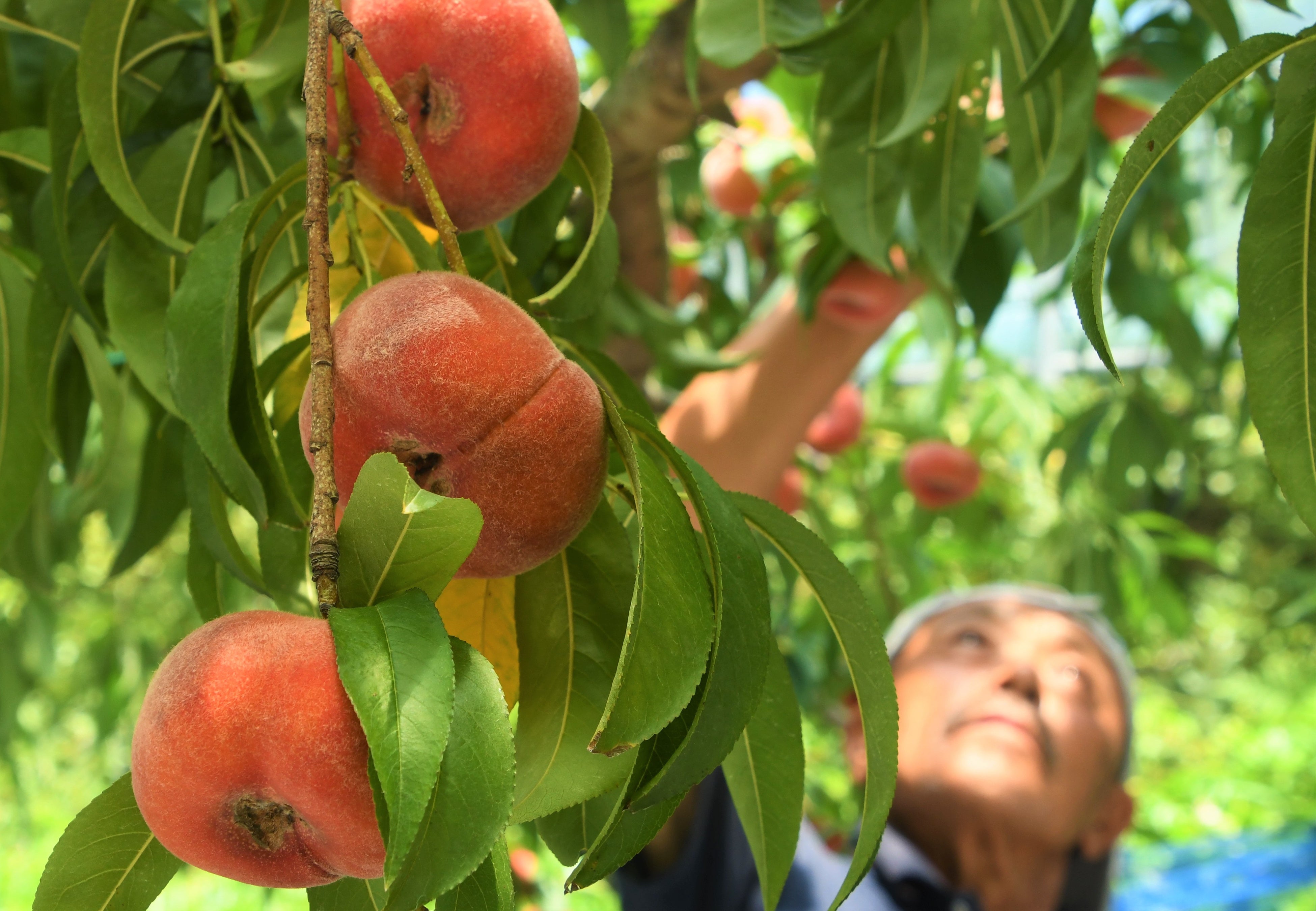 岐阜県高山市】平らな形の幻のモモ「蟠桃」の収穫が始まっています