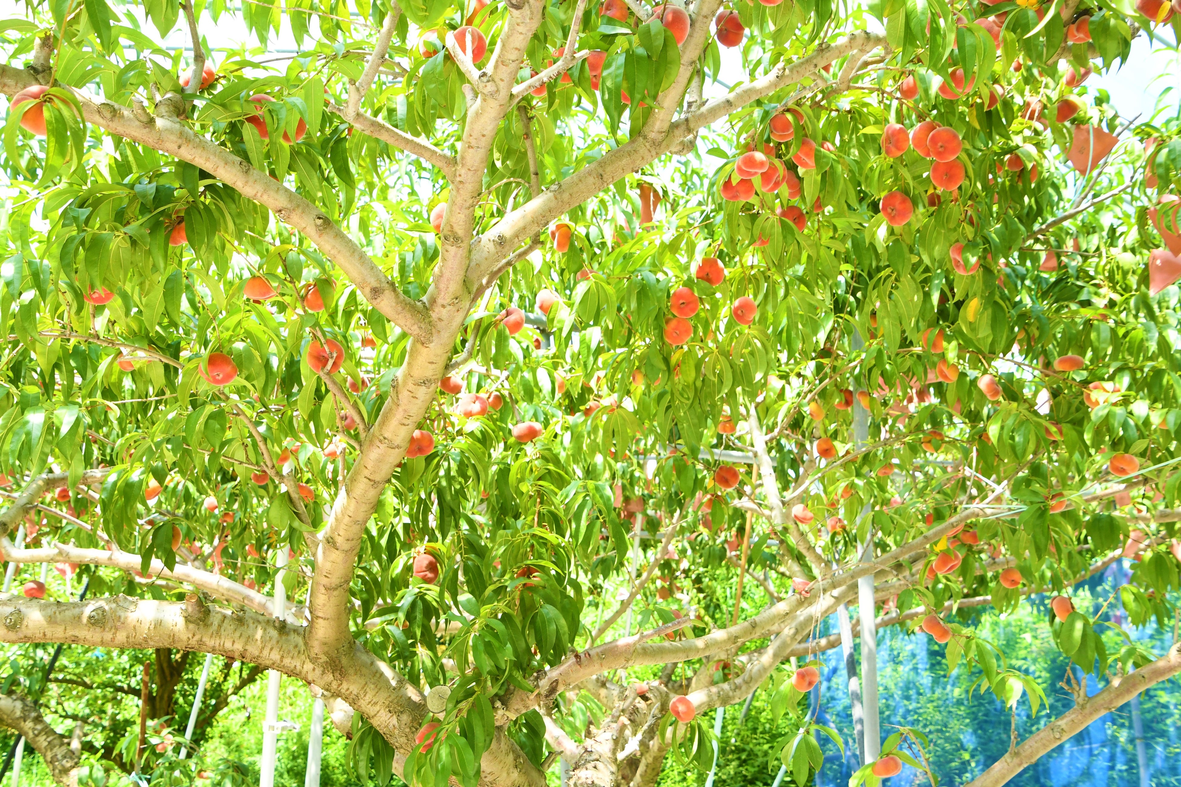 たわわに実った蟠桃