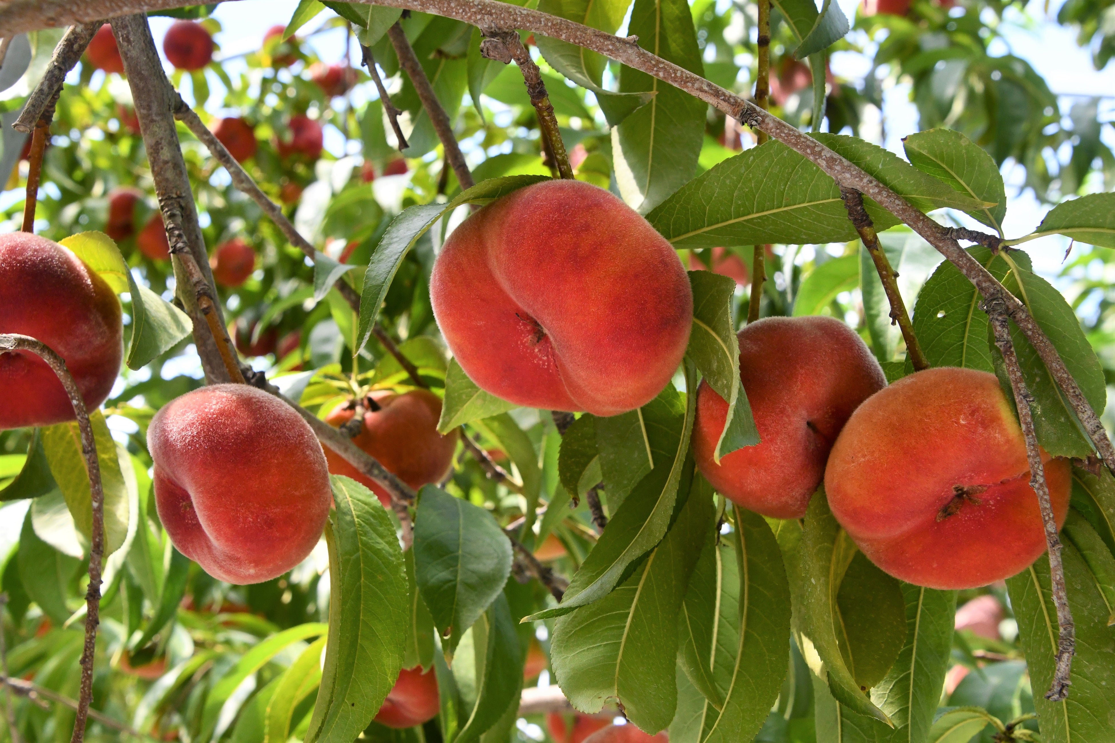 岐阜県高山市】平らな形の幻のモモ「蟠桃」の収穫が始まってい