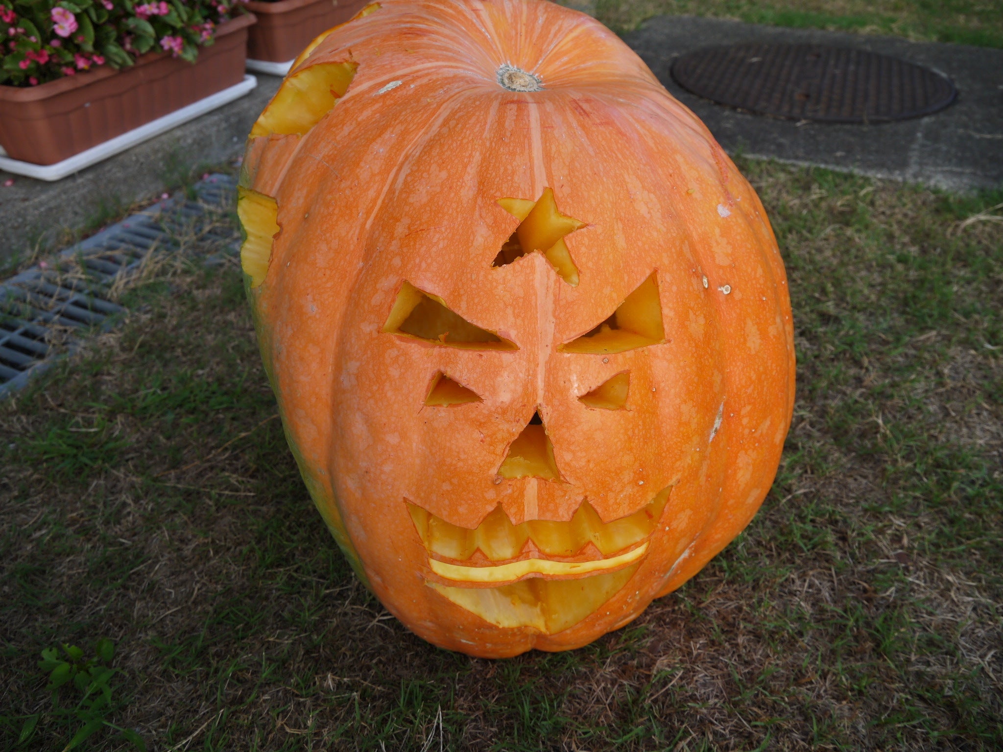 ジャンボかぼちゃ