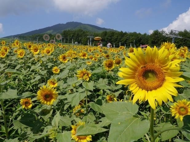 旧アルコピアひまわり園
