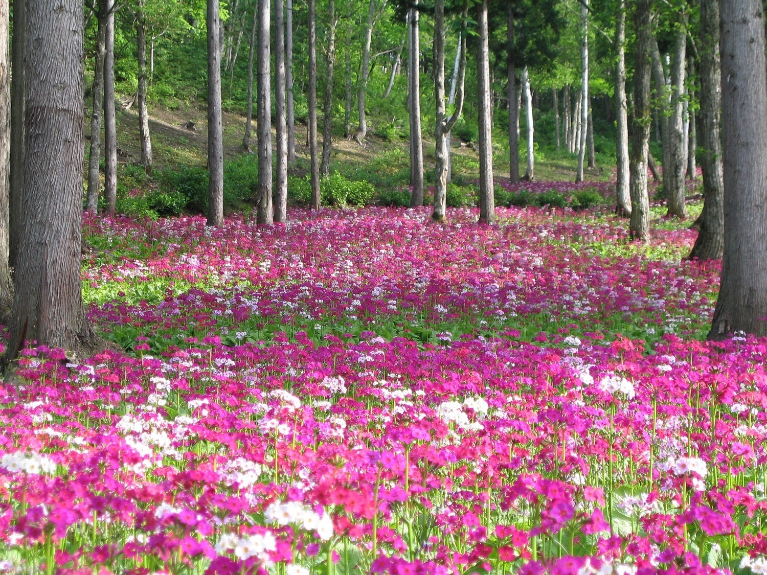 山野草花園