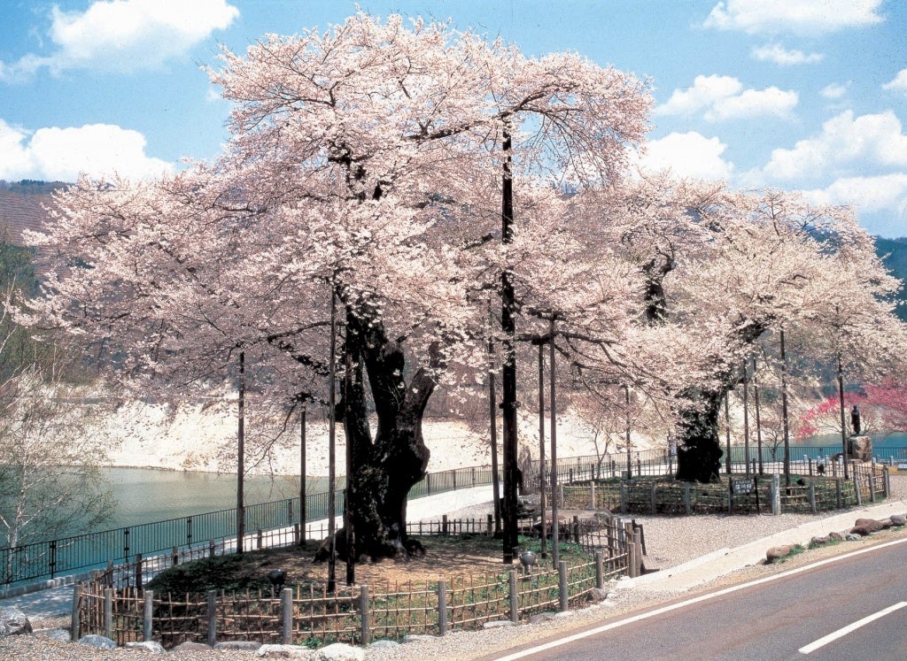 荘川桜