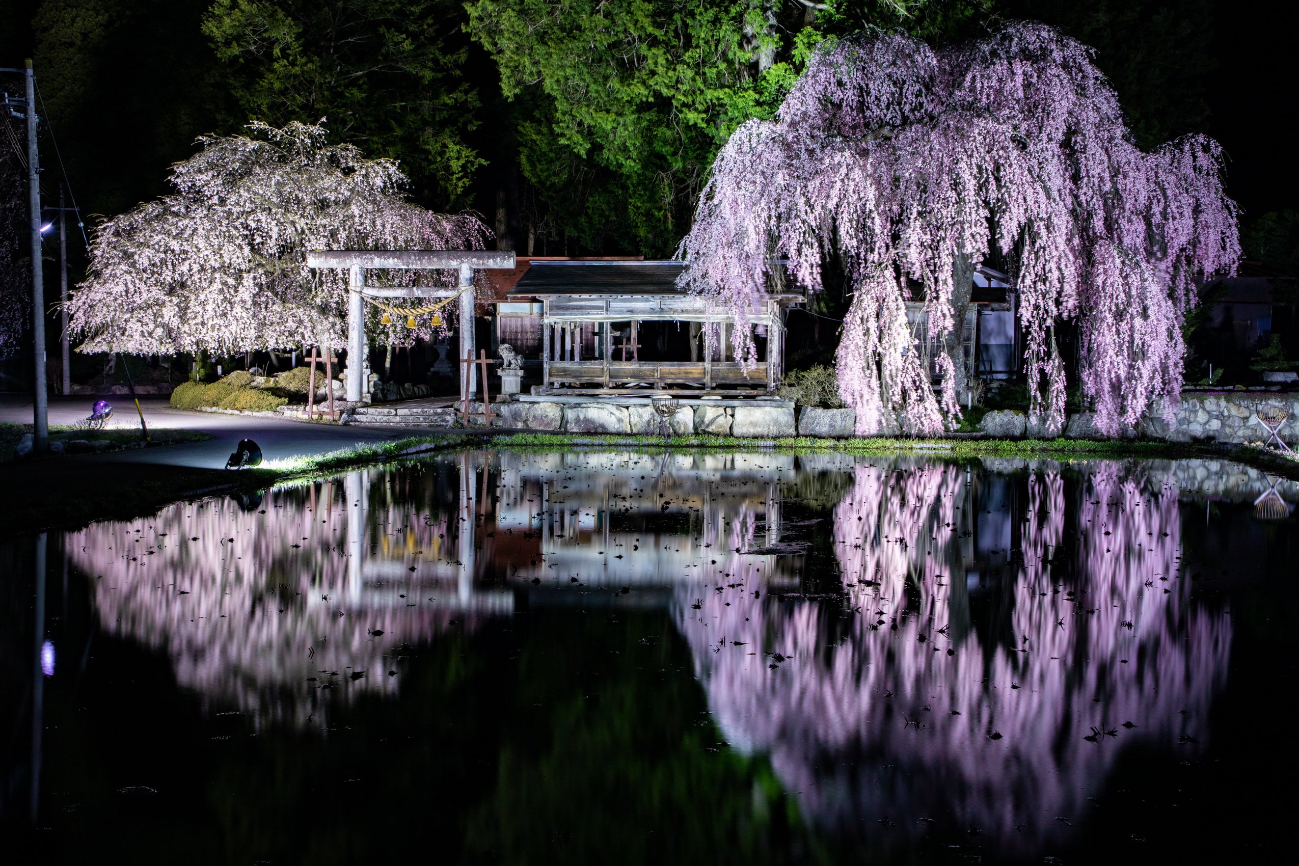 青屋神明神社の枝垂れ桜