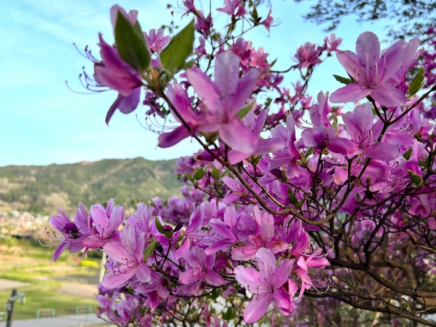 岐阜県高山市】飛騨一之宮の御旅山ではツツジの花が満開となっています