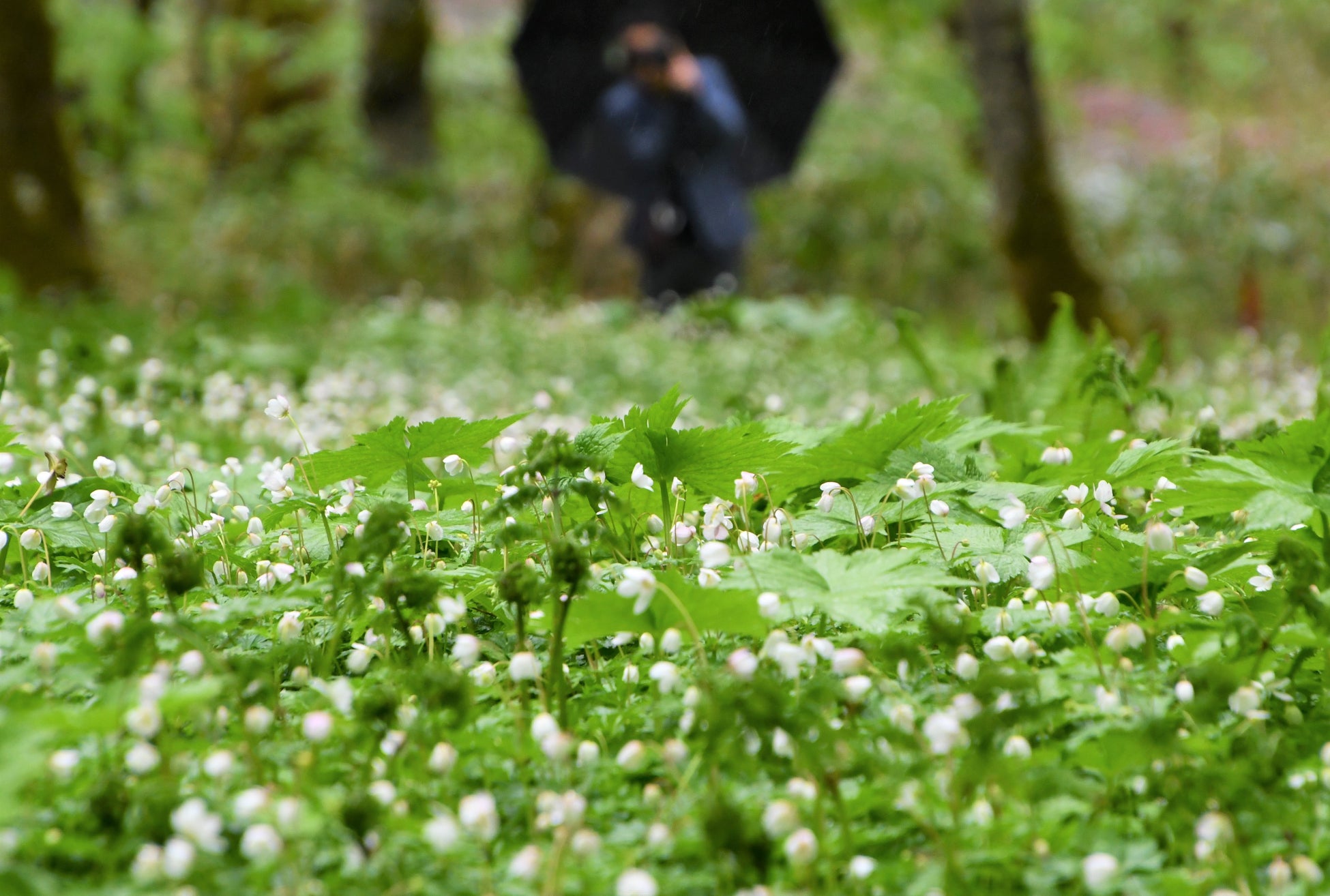 ニリンソウの白い絨毯