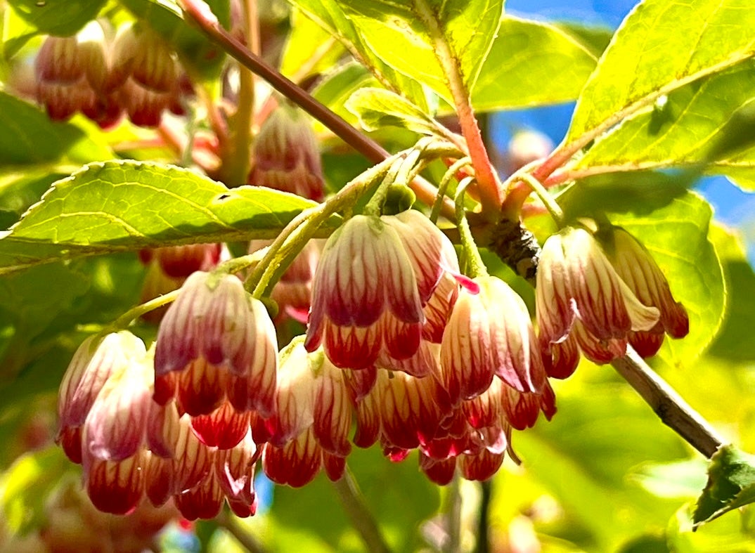 山採り　サラサドウダン サラサドウダン ドウダンツツジ 山採り 自然樹形 枝もの 生花