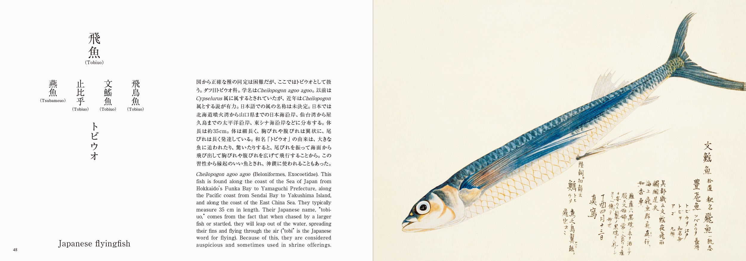 海洋国で生きる日本人と魚の奥深い物語を江戸の写生図譜でみる書籍『美