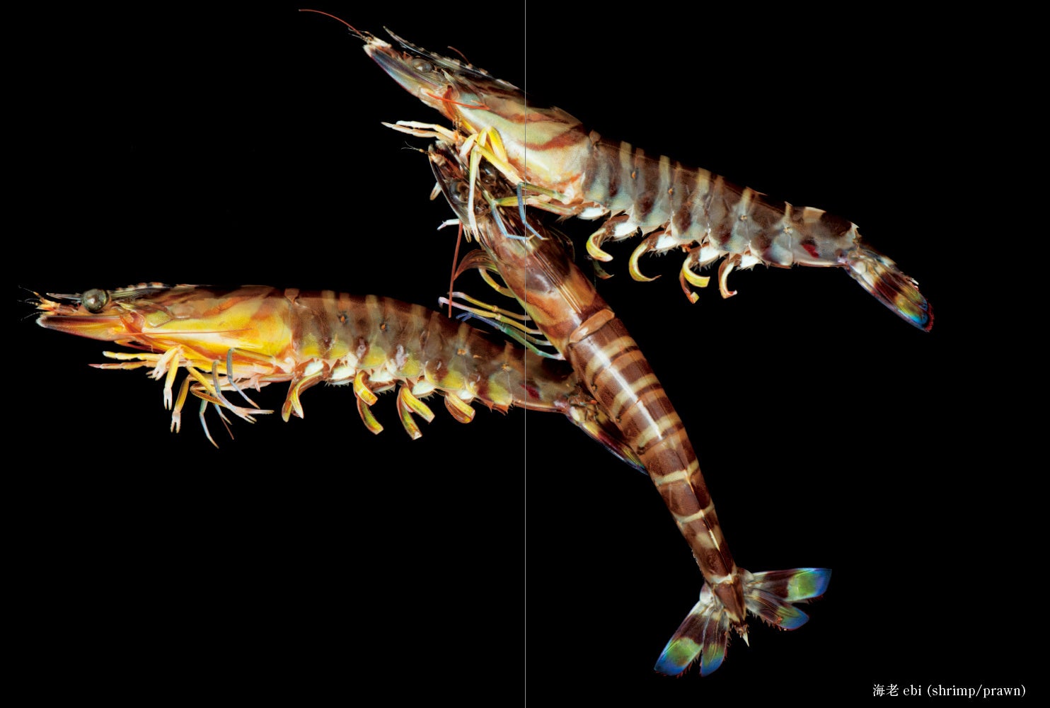 鮨職人が追い求めた究極のネタと 磨かれたワザを美しいビジュアルで紹介 鮨ネタ 粋ワザ を5 19に発売 株式会社パイ インターナショナルのプレスリリース 鮨職人が追い求めた究極のネタと 磨かれたワザを美しいビジュアルで紹介 鮨ネタ 粋ワザ を5 19に発売 株式会社パイ インターナショナルのプレスリリース