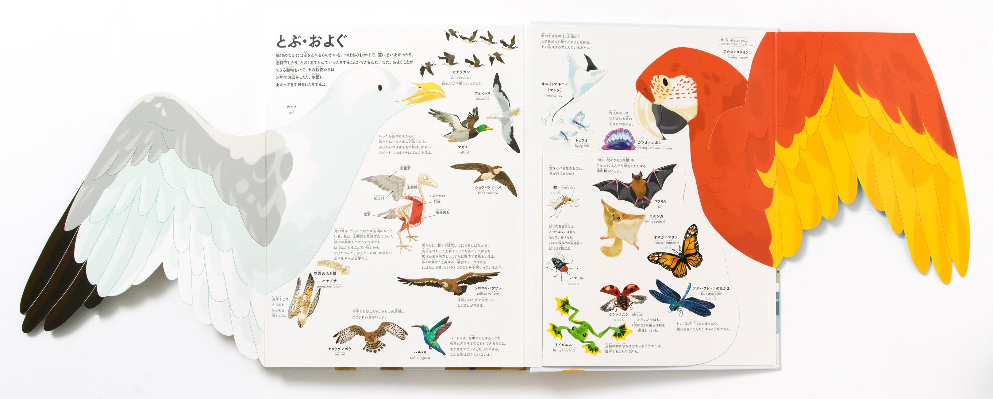 ワクワクがいっぱいの動物たちの世界をのぞけるしかけ絵本