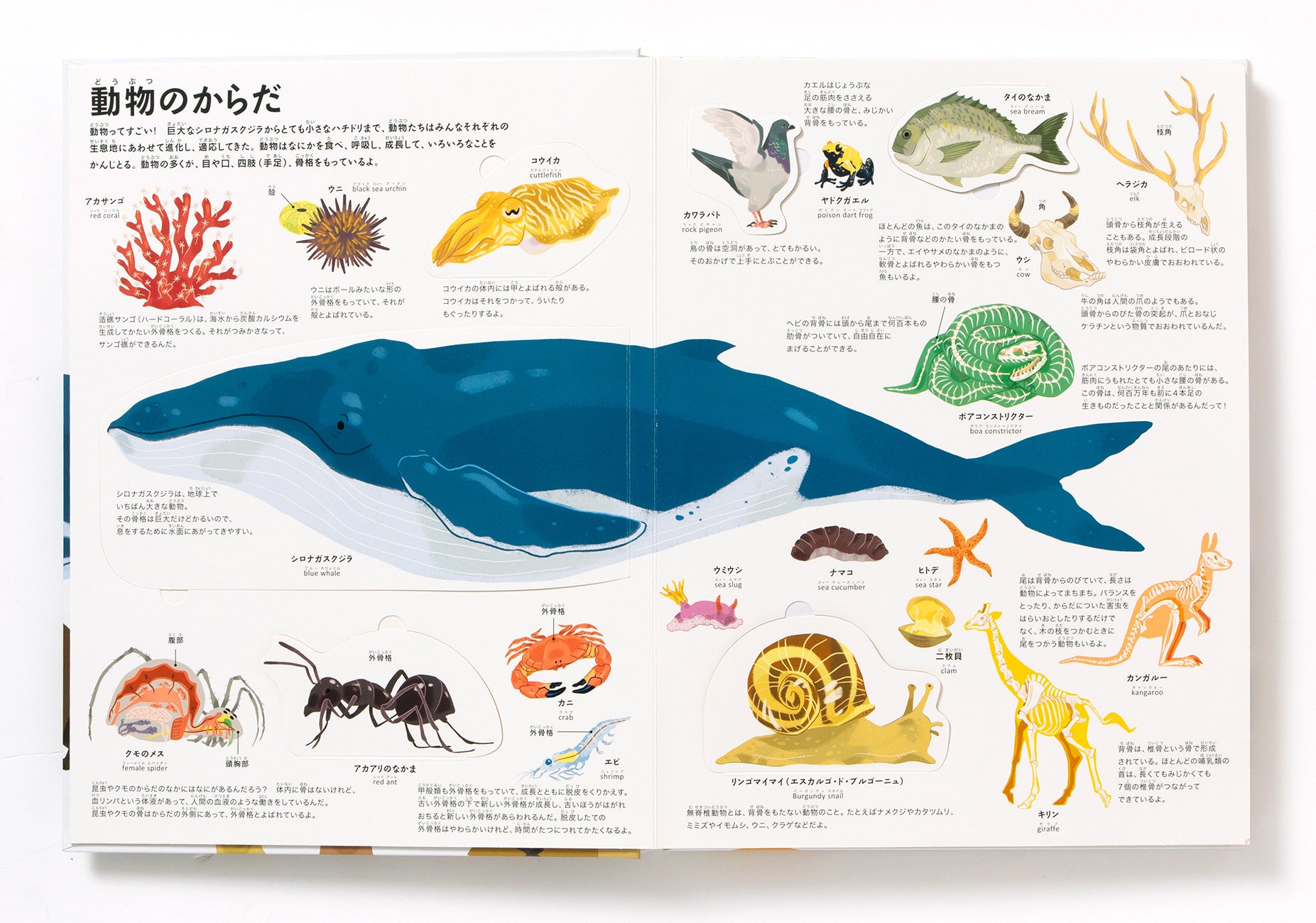 ワクワクがいっぱいの動物たちの世界をのぞけるしかけ絵本 うごかす めくる 動物 9 14発売 株式会社パイ インターナショナルのプレスリリース ワクワクがいっぱいの動物たちの世界をのぞけるしかけ絵本 うごかす めくる 動物 9 14発売 株式会社パイ インターナショナルのプレスリリース
