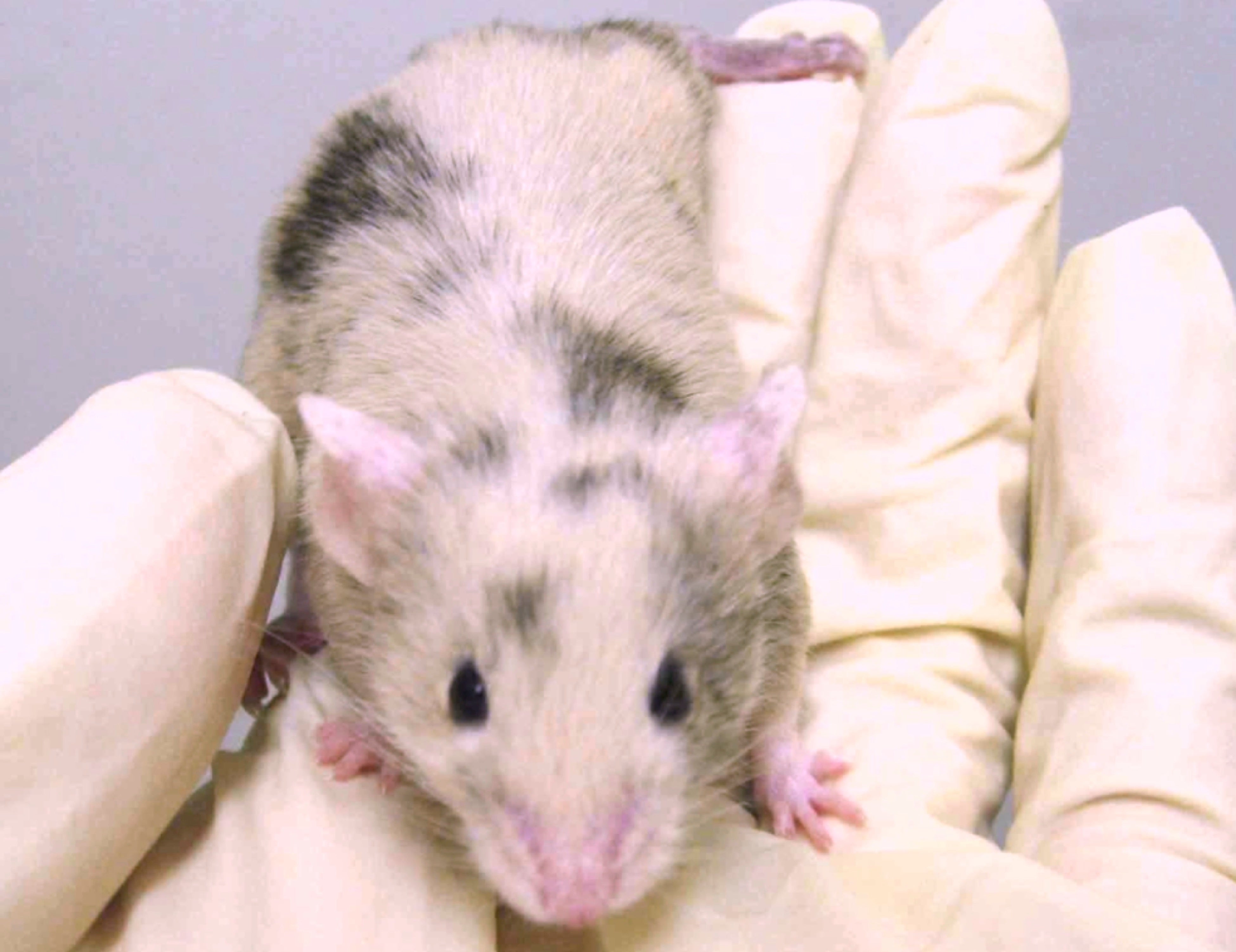 遺伝的に異なる細胞から成るキメラマウス