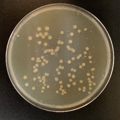 菌付着直後のタオルに付着した菌
