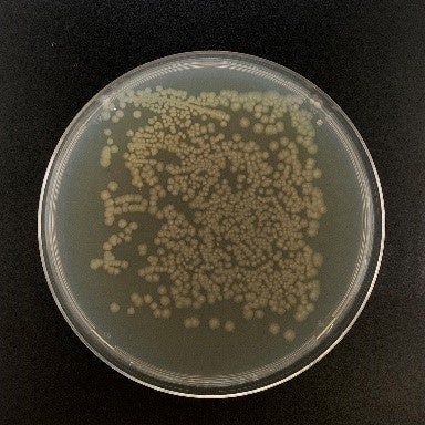 18時間後のタオルに付着した菌