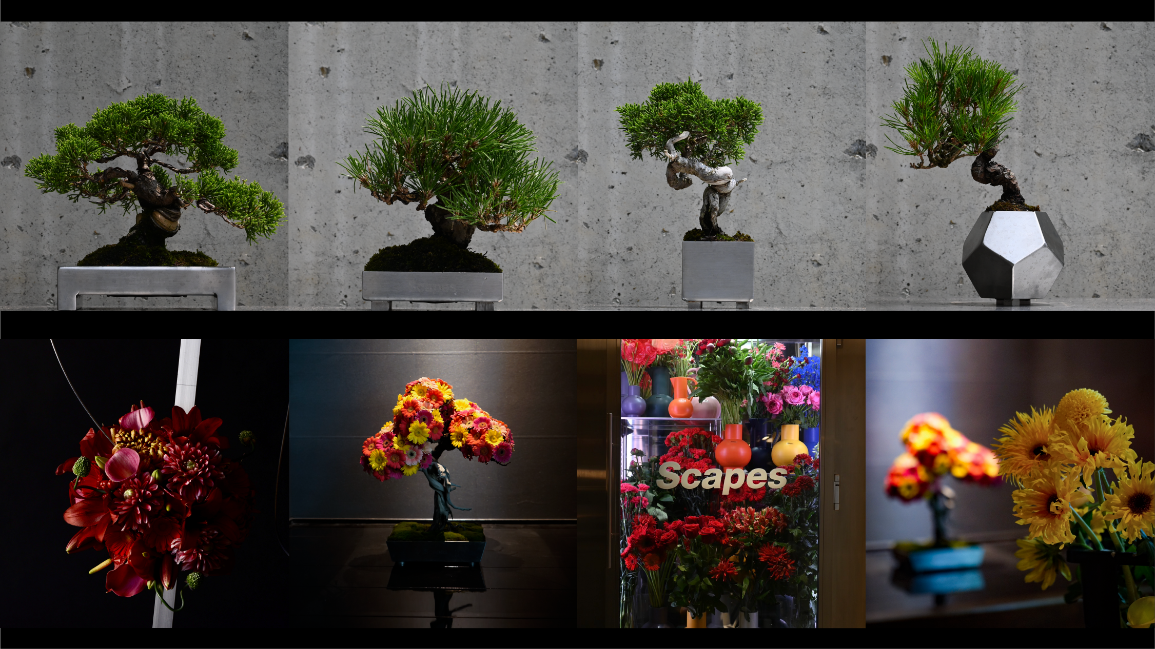 Scapes 盆栽　アクリル　鉢　盆栽鉢　スケープス 東京初出店】Scapes