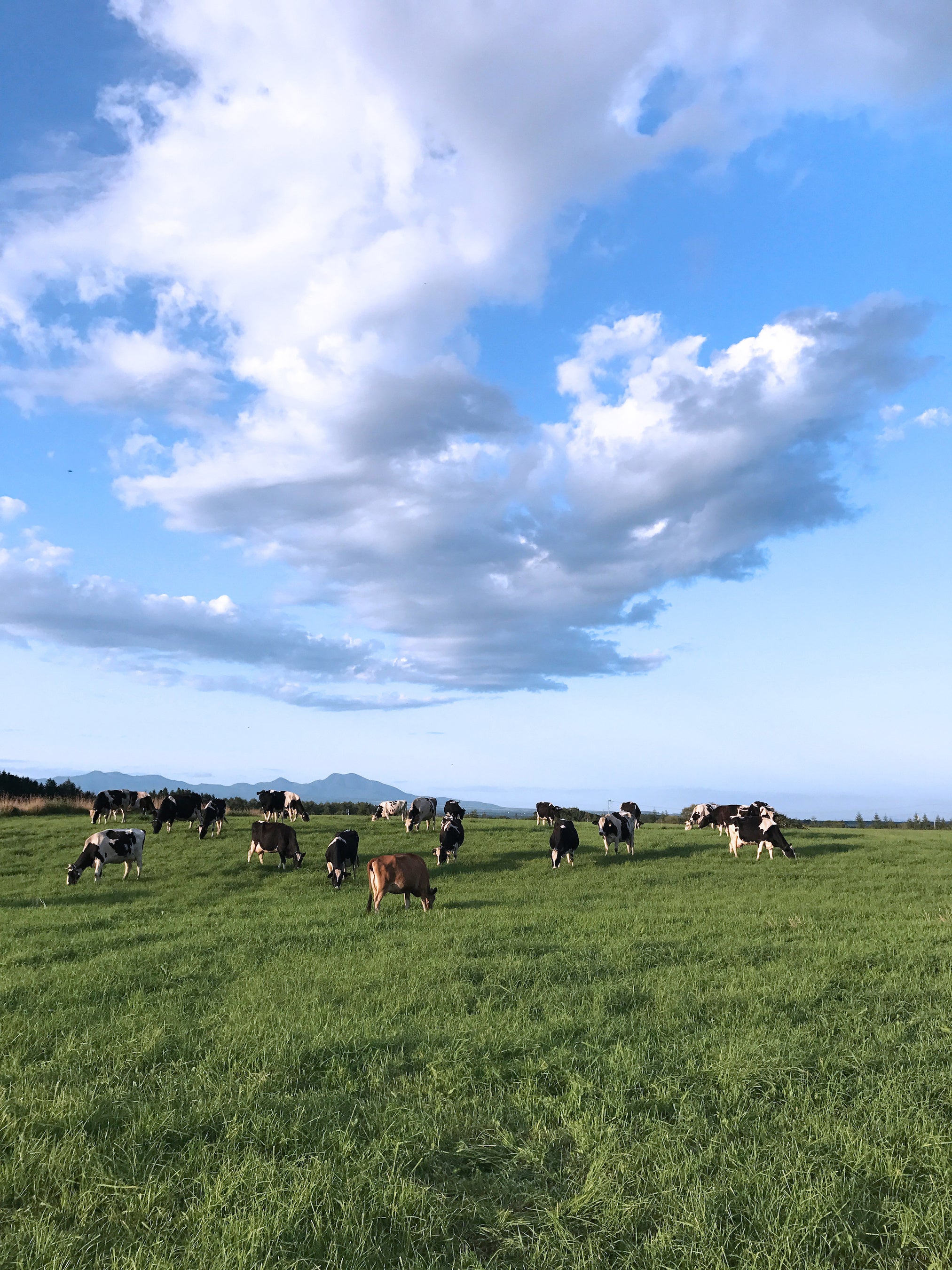 一社道東SDGs推進協議会&nbsp; 養老牛山本牧場（中標津町）
