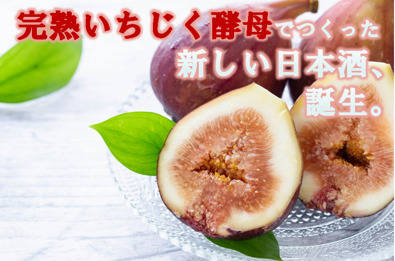 購入期限間近/限定生産】完熟いちじく酵母の日本酒、販売中(2023/8/26