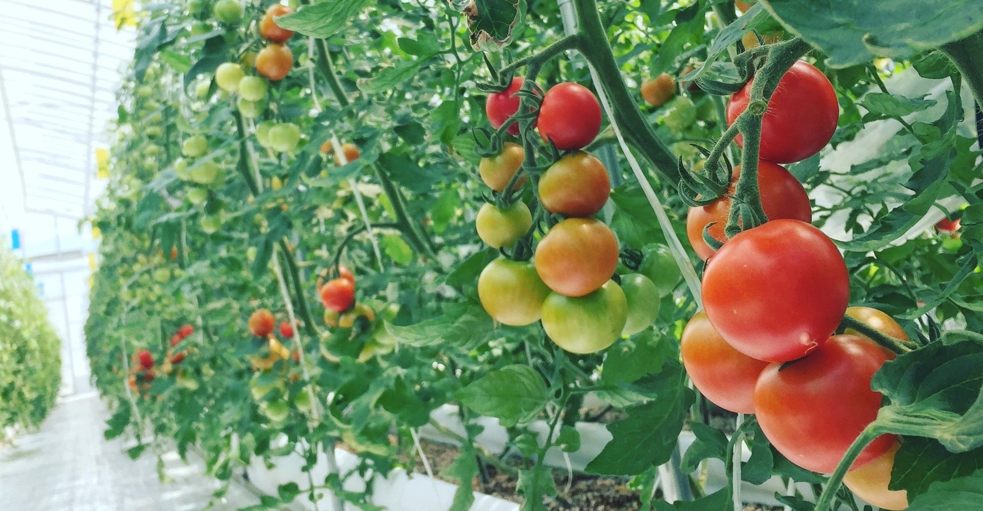 ▲ポモナファームのハウス内部の様子