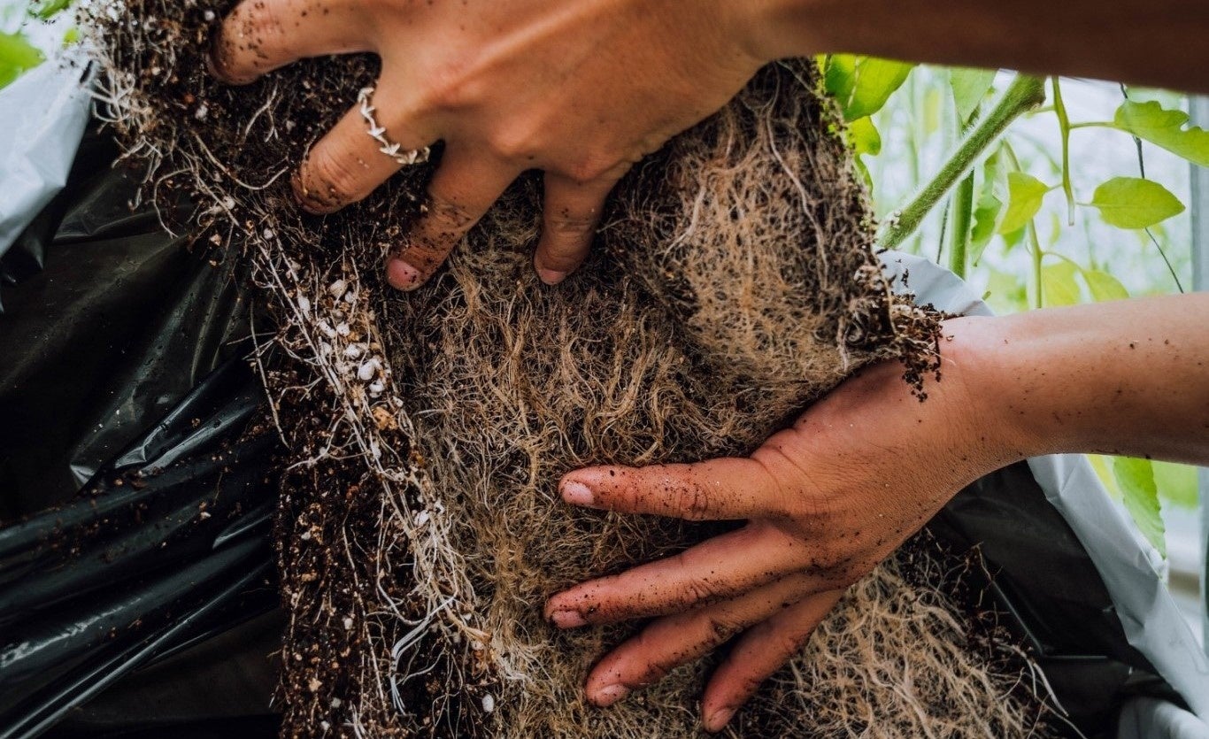 ▲Moisculture(モイスカルチャー)にて成長した根