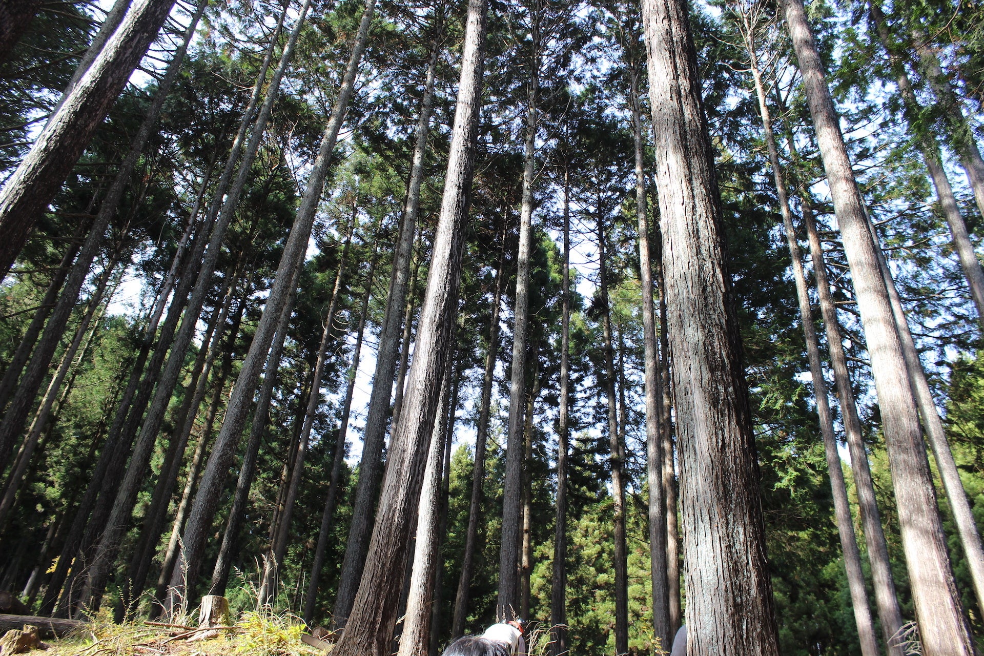 西川林業地の冬