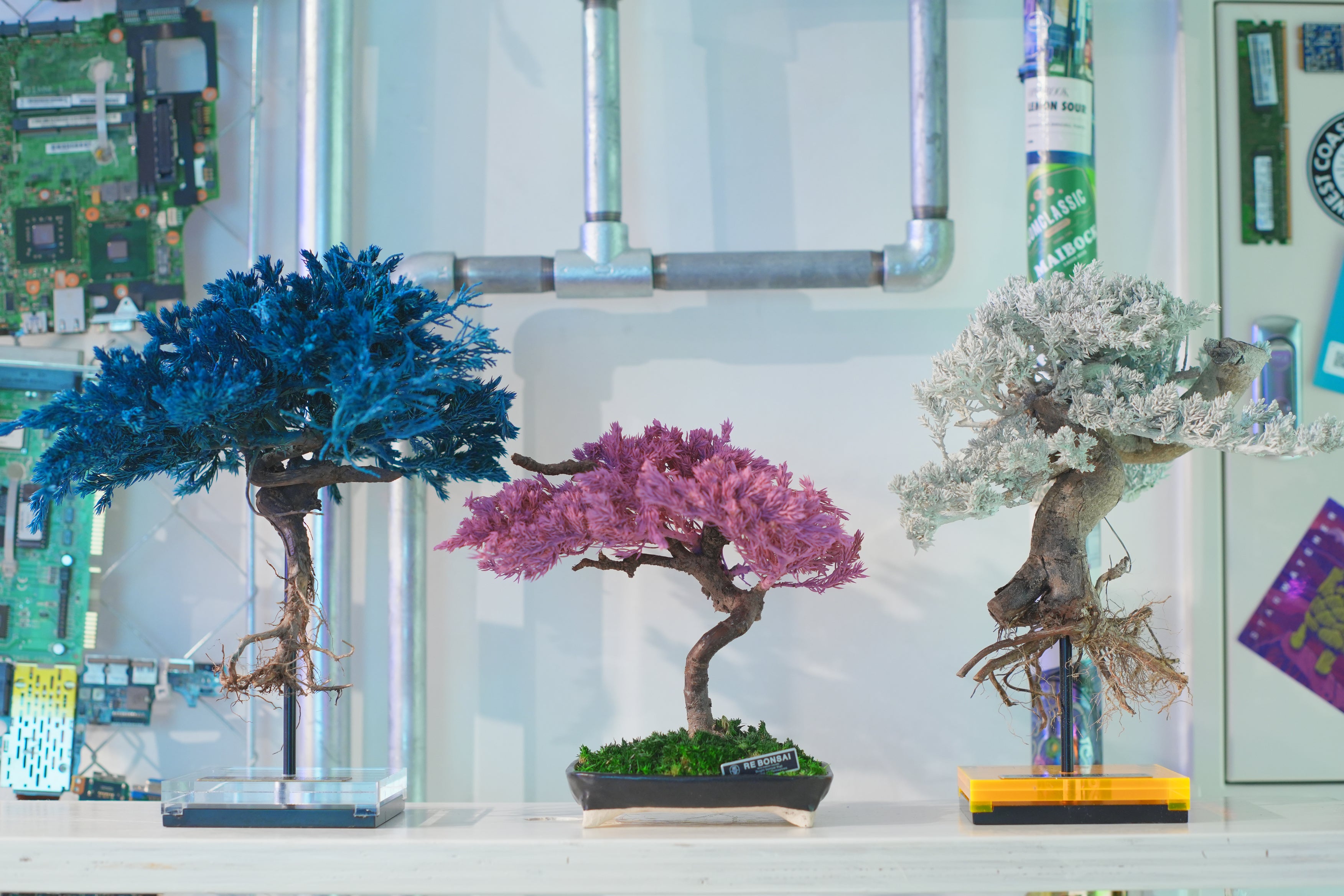 BONSAIクラブ　★そなれ（35㎝×80㎝）★S‐9 新宿エキナカで話題の次世代店舗\u201cTHE BENCH\u201dにて、6⁄7よりRE BONSAI