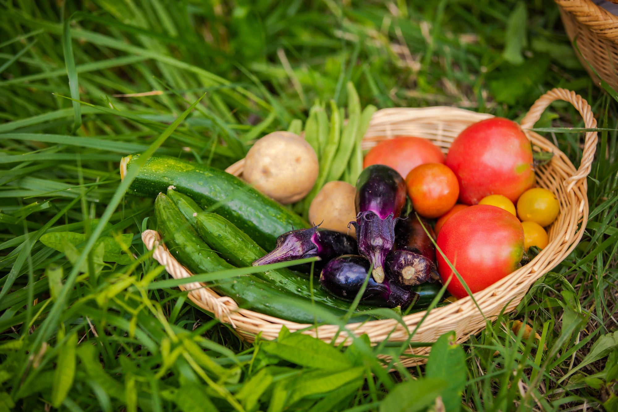 泉州産の美味しい野菜