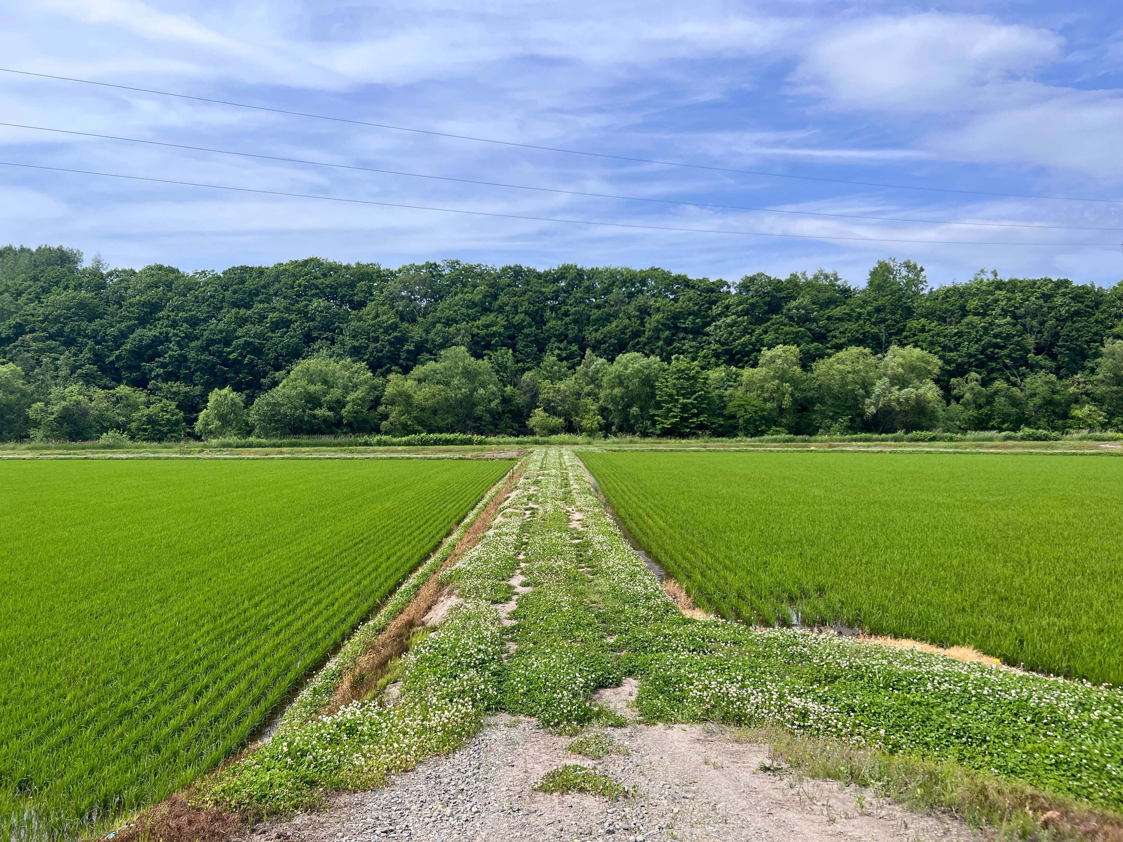 美瑛の大地ですくすくと育つゆめぴりか