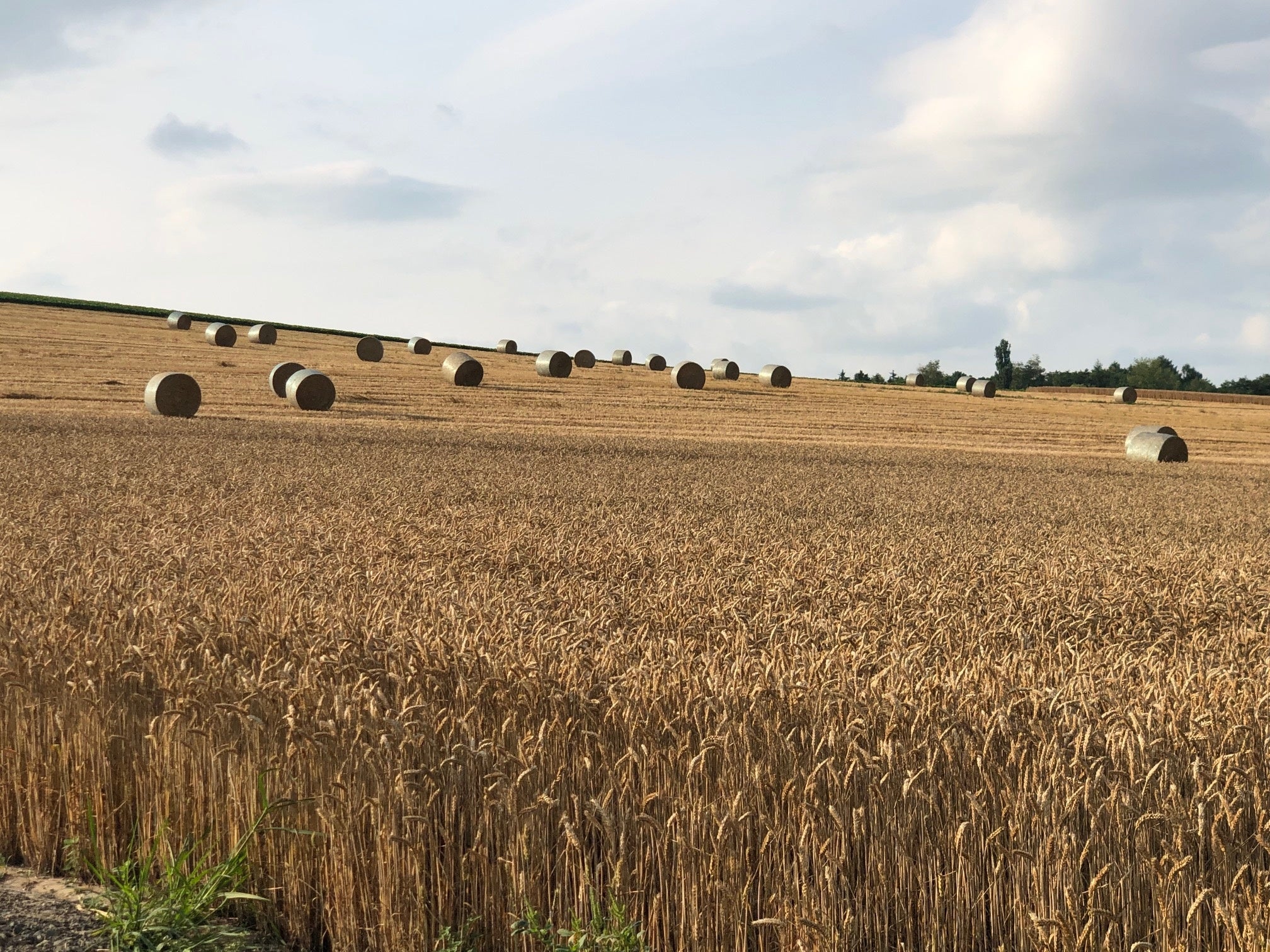 美瑛小麦の様子