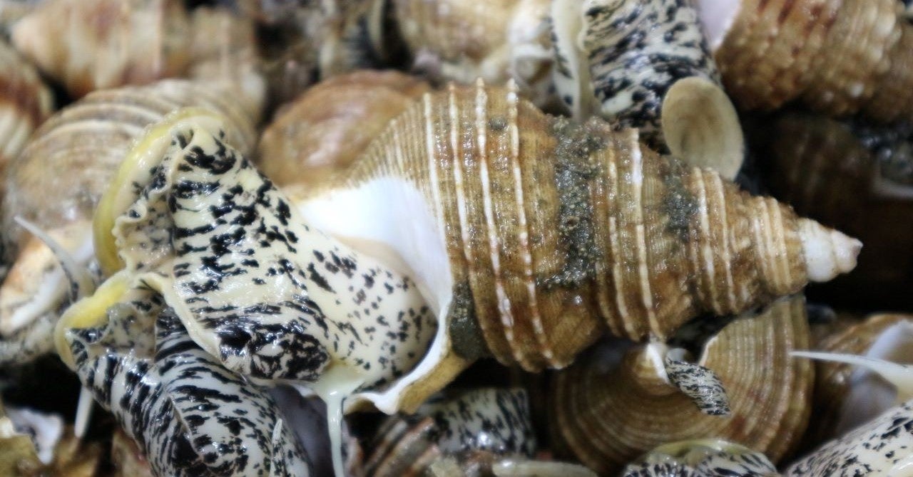 こちらが灯台つぶ。白糠町では、この灯台つぶを使った「つぶ醤油ラーメン」という給食メニューがある