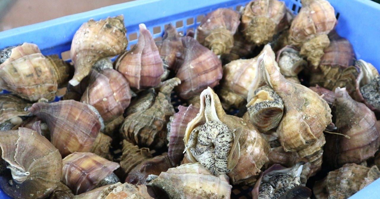 こちらは、流通量も多い真つぶ（エゾボラ）