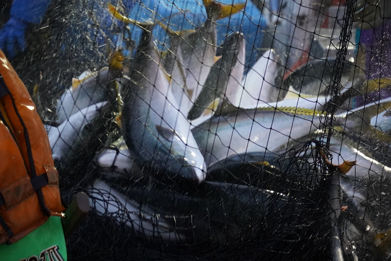 北海道白糠町】ブリ豊漁も“食べる文化ない”から新たな名産品へと展開