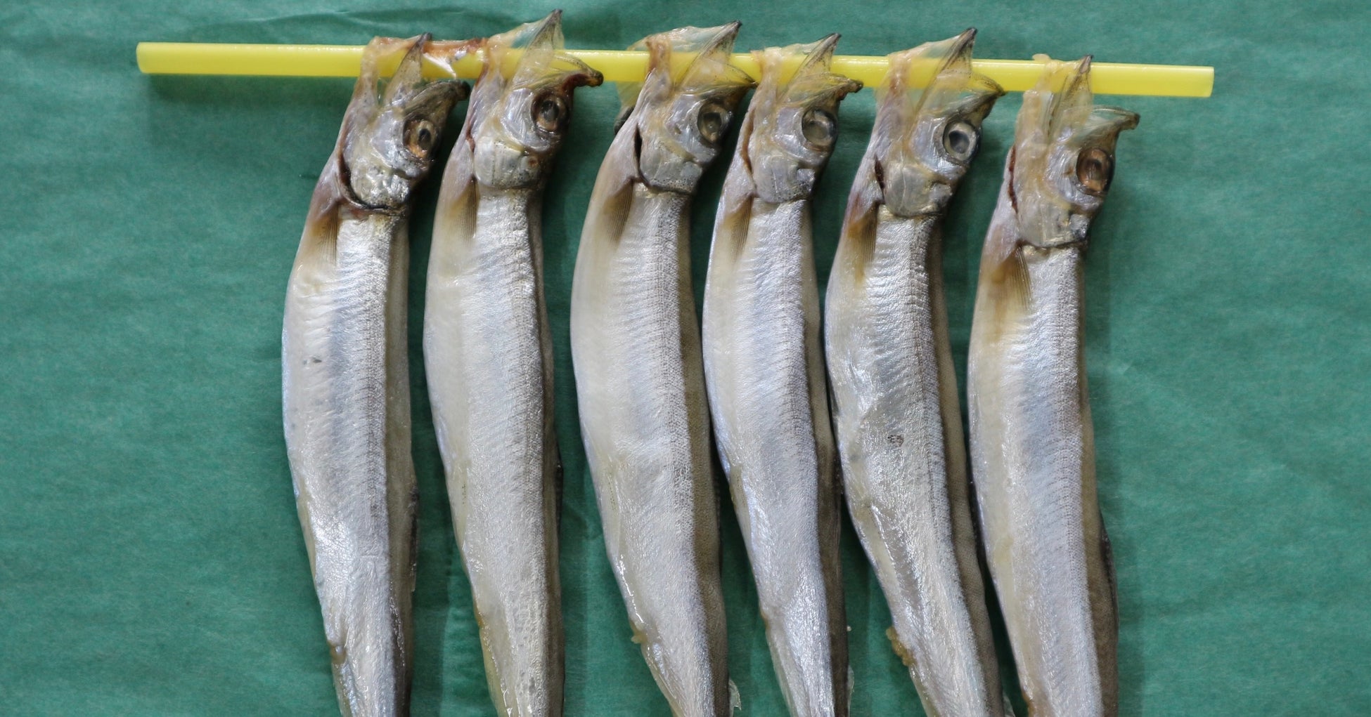 写真:一般に「ししゃも」と呼ばれる「樺太ししゃも」「キャペリン」