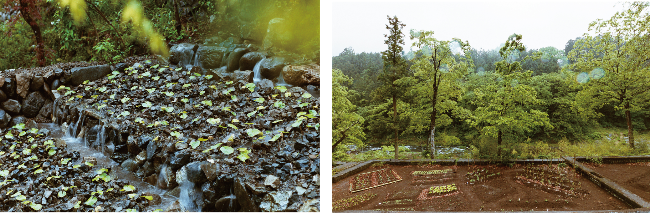 ©︎Daisuke Takashige｜ワサビ田　　　　　　　　　　　　　©︎Daisuke Takashige｜野菜を育てている畑