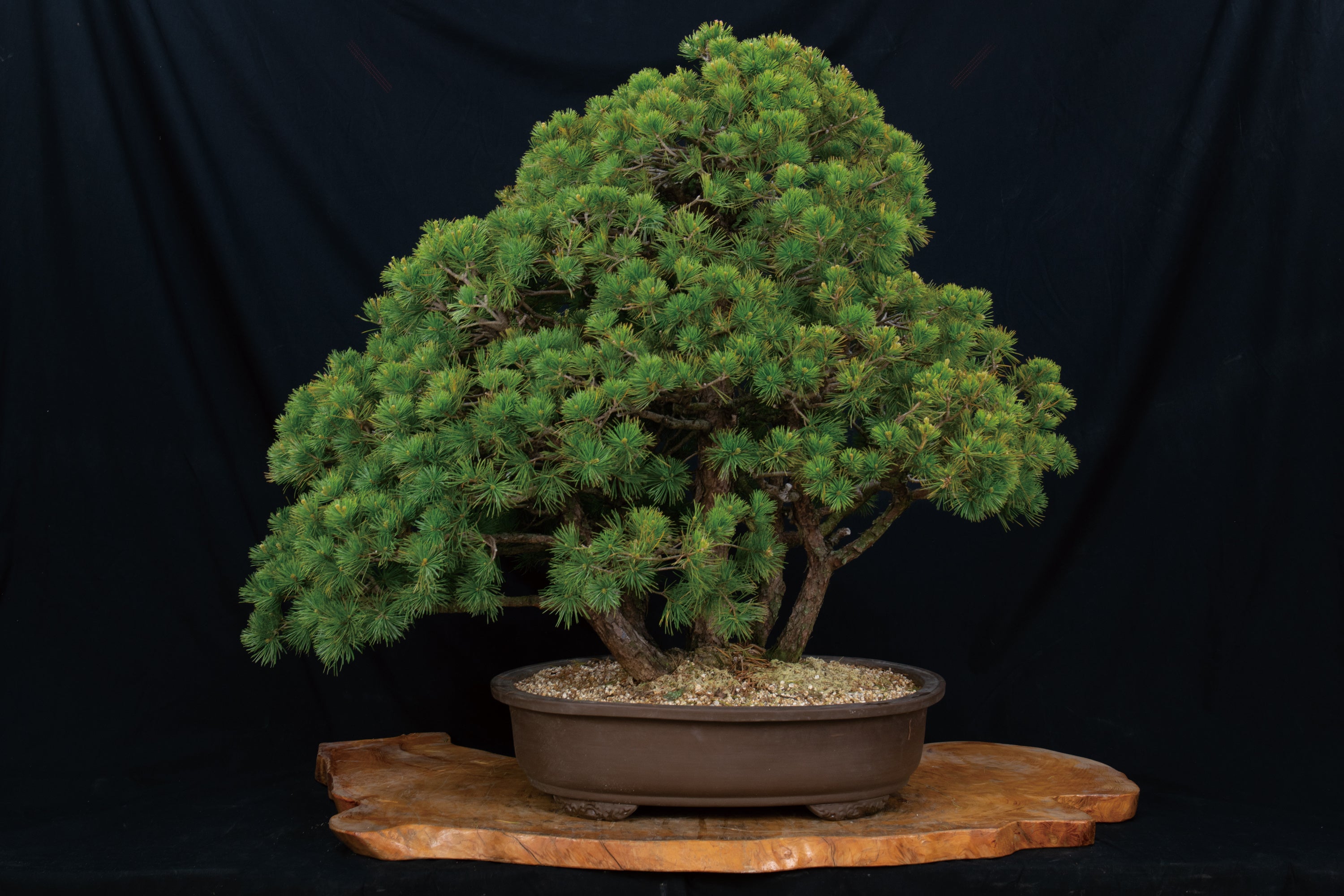 盆栽の女王】赤石五葉松のレンタルが可能に！盆栽がもっと身近に