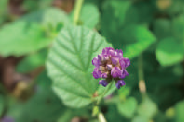 バブチ(イメージ）