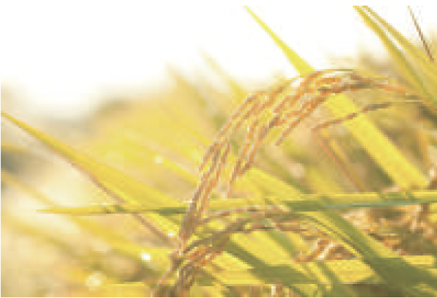 植物性セラミド（イメージ）