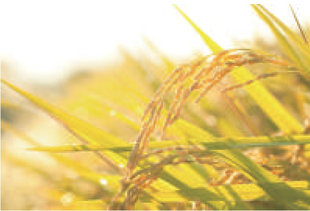 植物性セラミド(イメージ)
